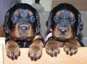 BLACK-DEVILS-M-WURF