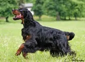 Welpen