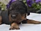 1_dsc_0106_3rosa_ndin.jpg