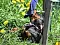 25.04.20_2_039lilaweiss.jpg