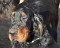dsc_0010_800x629.jpg