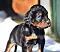 dsc_0019_17grn.jpg