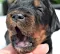 dsc_0021_9grn.jpg