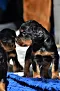 dsc_0023_20grn.jpg