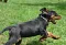 dsc_0061_800x546.jpg