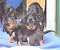 dsc_0065_13lila_blaubunt_und.jpg