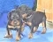 dsc_0076_10rosaschwarz.jpg