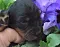 dsc_0100_3rosa_14_tage.jpg